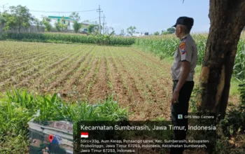 Polisi Turun ke Sawah Dampingi Petani Jagung di Probolinggo, Dukung Ketahanan Pangan Nasional