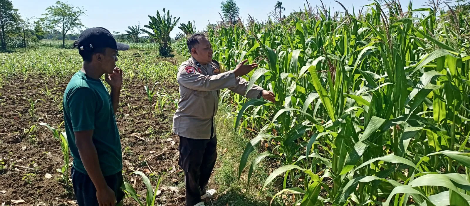 Bhabinkamtibmas Wonomerto Turun ke Lahan Jagung, Pastikan Tanaman Tumbuh Optimal