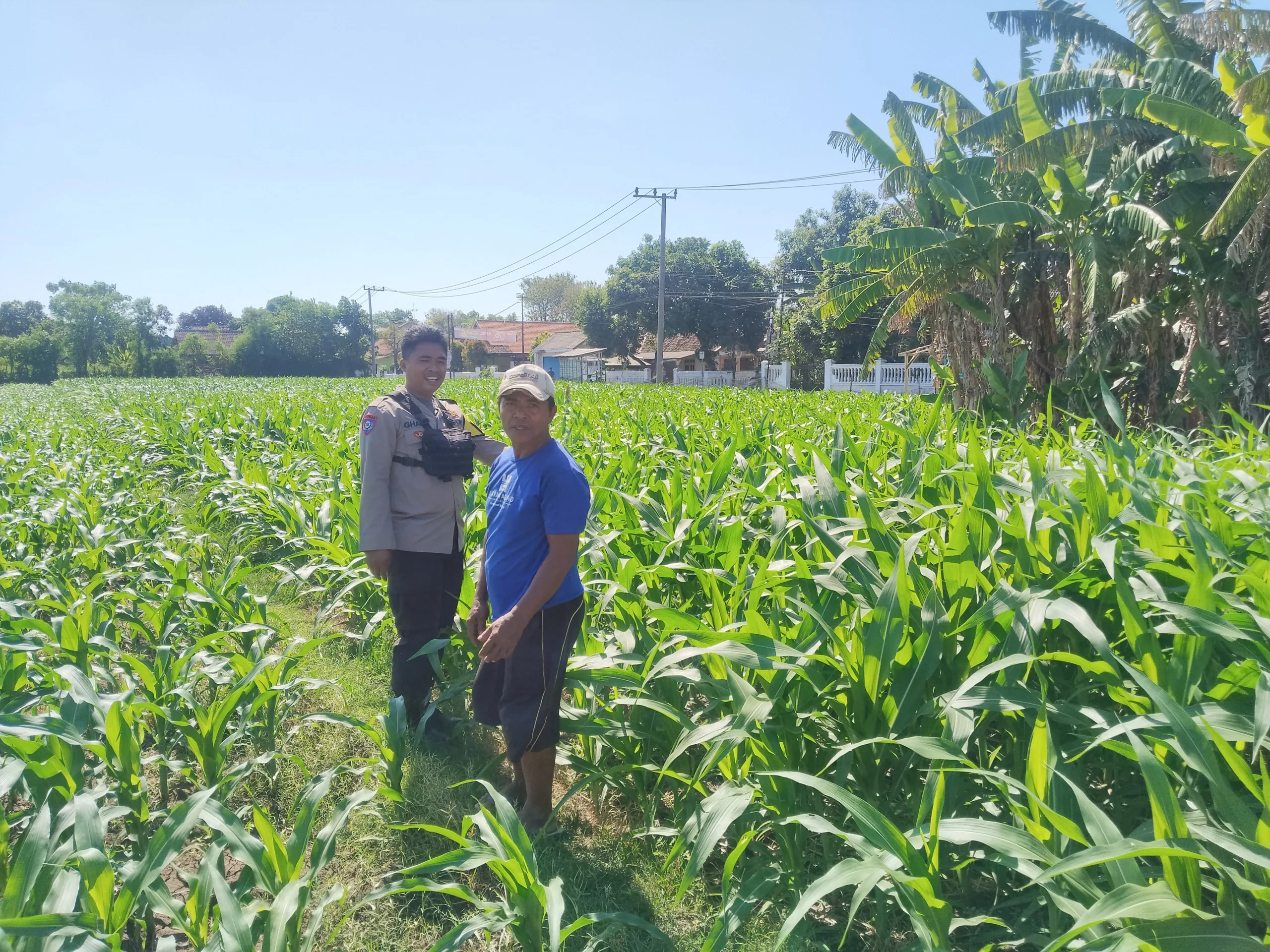 Polisi Turun ke Lahan Jagung di Tongas, Perkuat Program Ketahanan Pangan Nasional