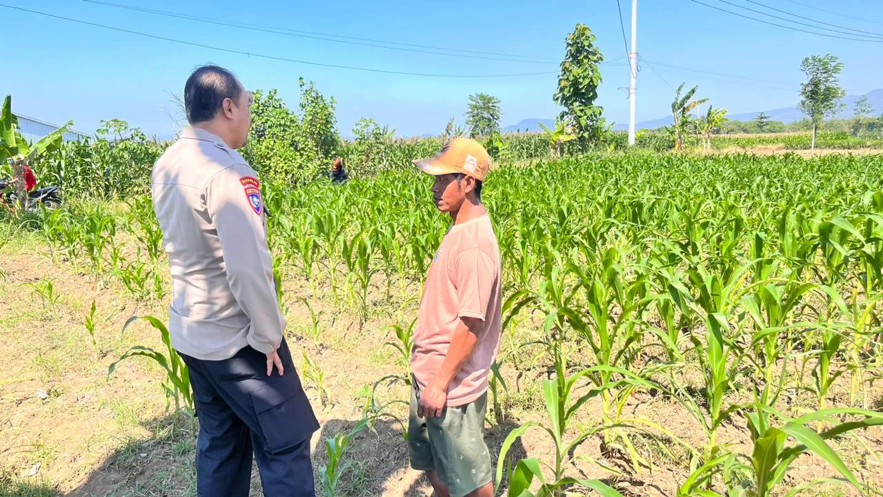 Polsek Wonomerto Dampingi Petani Jagung Hadapi Hama Tikus, Dorong Ketahanan Pangan Nasional