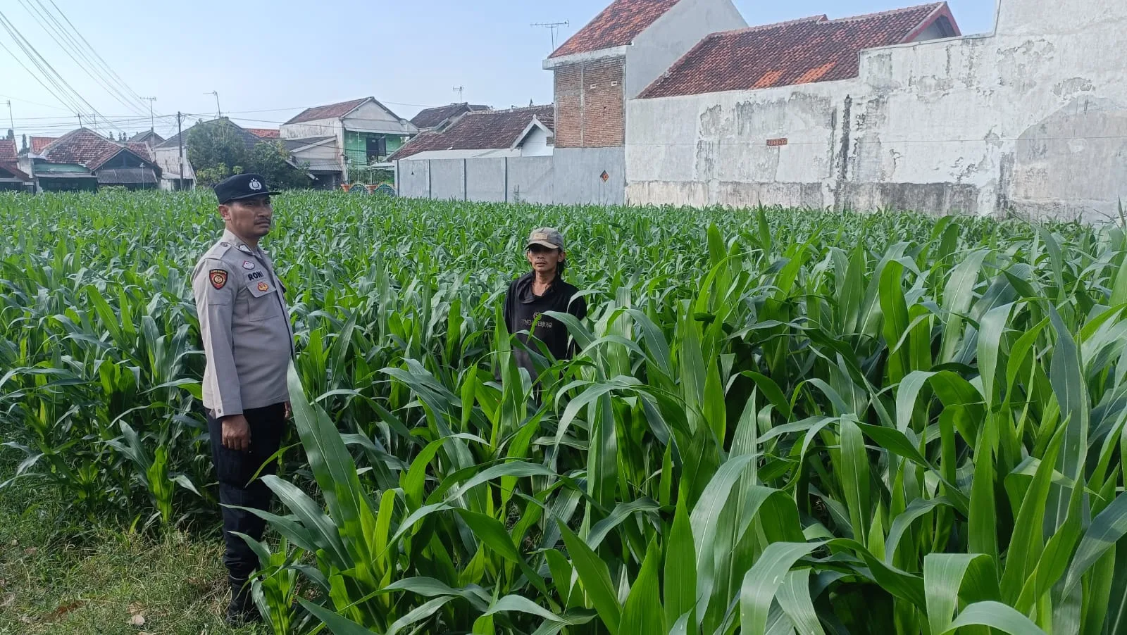 Polisi Sambangi Petani Jagung di Triwung Kidul, Siap Bantu Atasi Hama Tikus hingga Koordinasi dengan Penyuluh