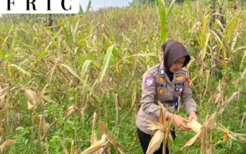 Satlantas Polres Kuningan Cek Kesiapan Panen Jagung di Desa Cibulan