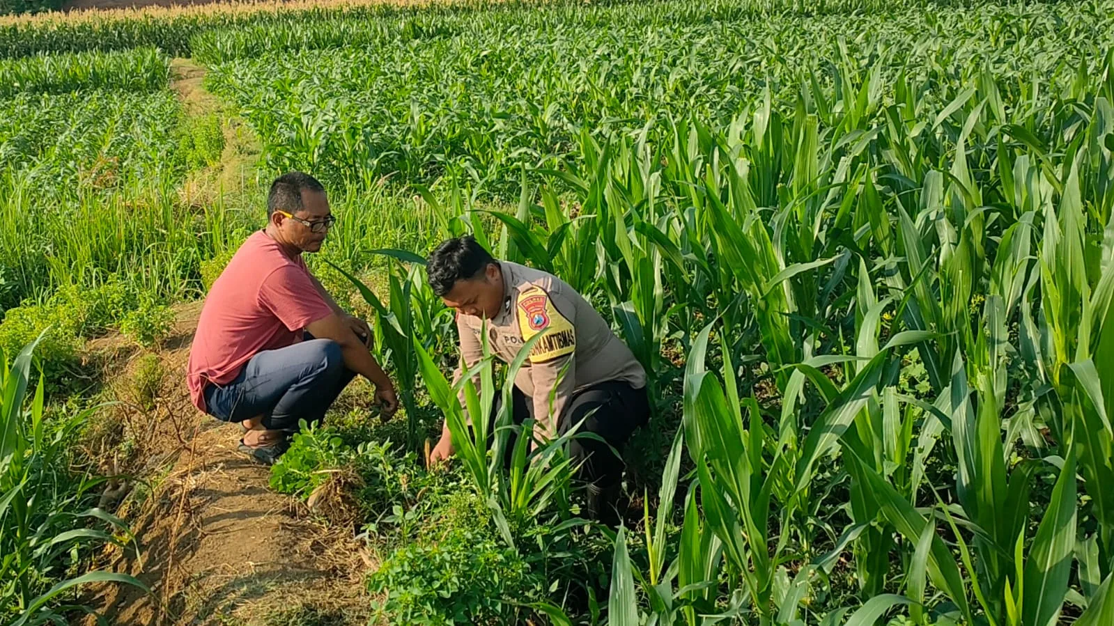 Patroli Polsubsektor Kanigaran Sambangi Petani Jagung, Pastikan Keamanan dan Dukung Ketahanan Pangan