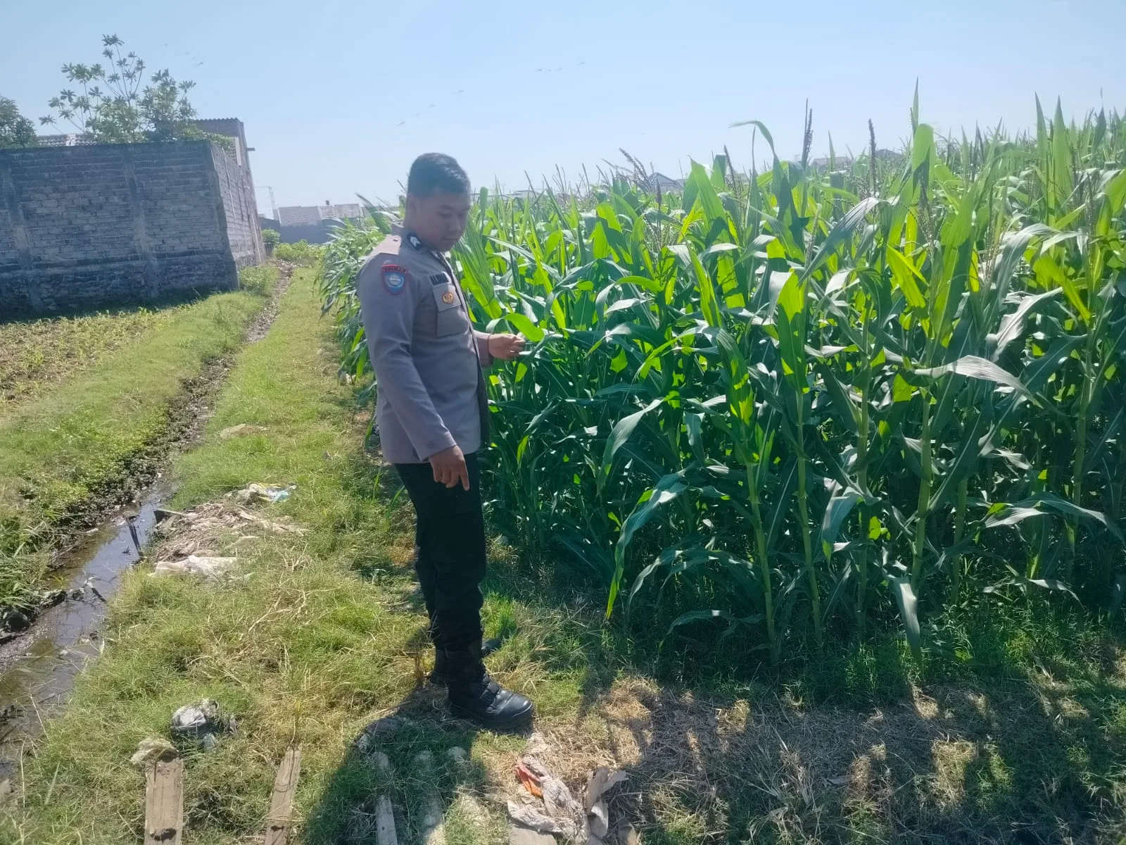 Polsubsektor Kanigaran Dampingi Petani Jagung, Perkuat Ketahanan Pangan dan Jaga Kamtibmas