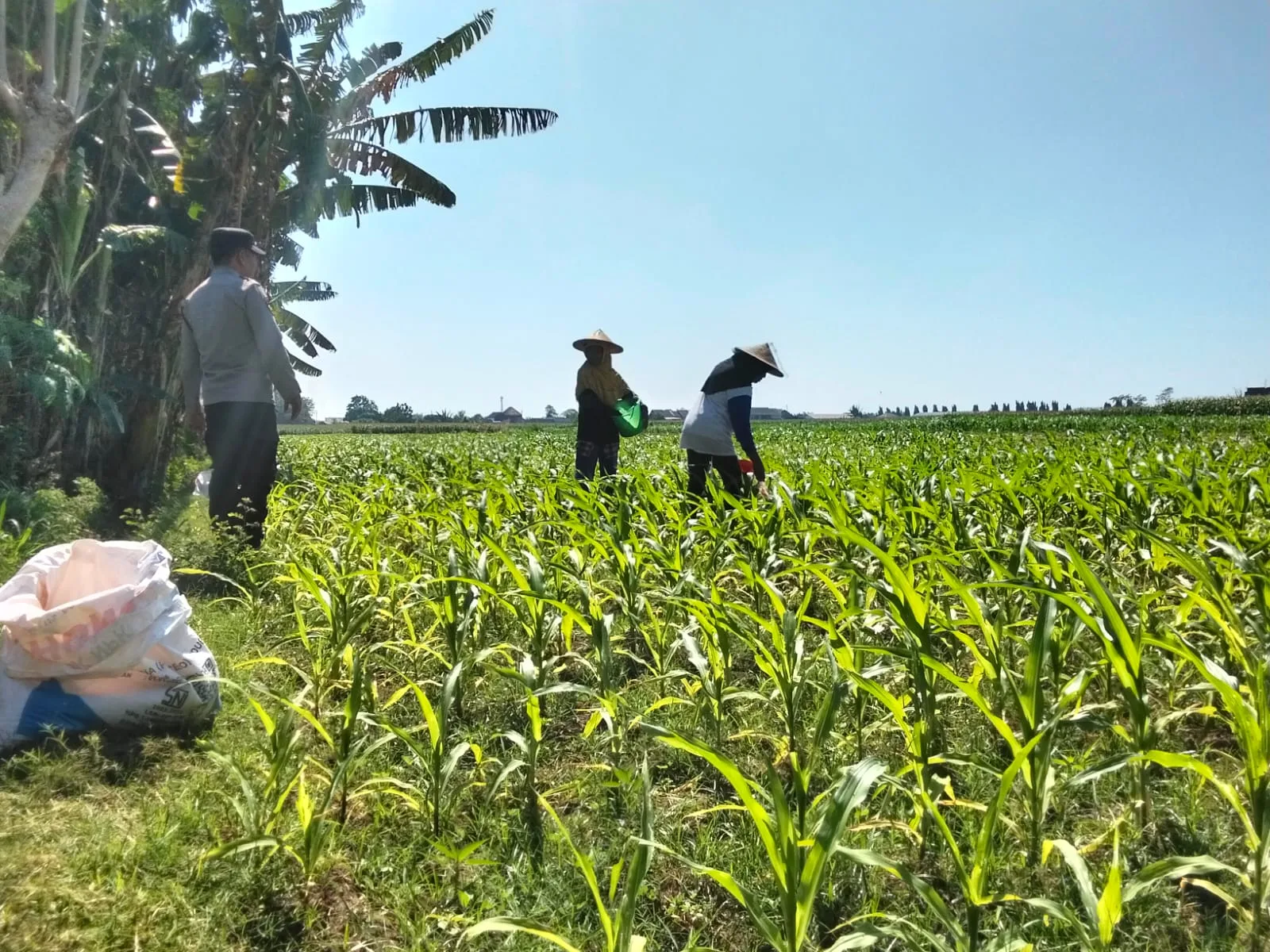 Polsek Sumberasih Dampingi Petani Kelola Lahan Jagung 5,5 Hektare, Wujudkan Ketahanan Pangan Nasional