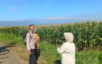 Polsek Sumberasih Intensif Dampingi Petani Jagung, Perkuat Ketahanan Pangan Nasional