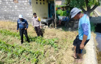 Polsubsektor Kanigaran Monitoring Lahan Jagung, Dukung Ketahanan Pangan Nasional dan Jaga Kamtibmas