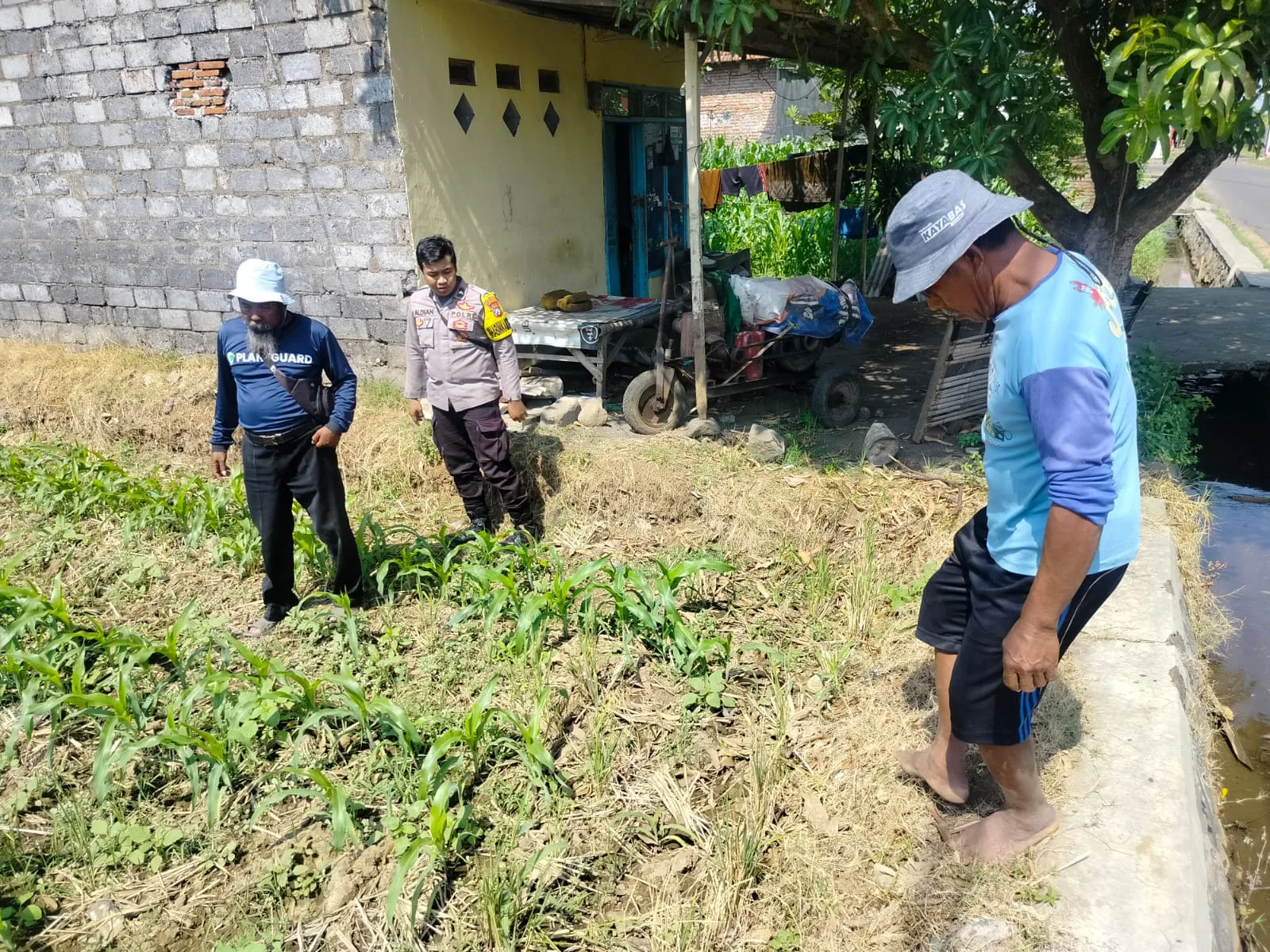 Polsubsektor Kanigaran Monitoring Lahan Jagung, Dukung Ketahanan Pangan Nasional dan Jaga Kamtibmas