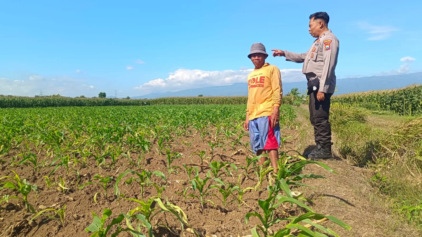 Polsek Sumberasih Dampingi Petani, Perkuat Pembinaan Lahan Jagung Binaan Polri