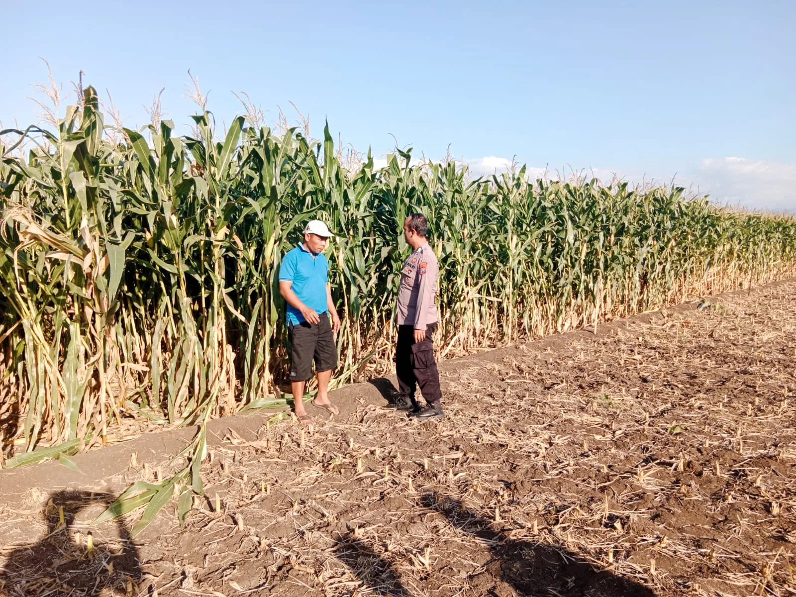 Polsek Sumberasih Dampingi Petani Rawat Lahan Jagung, Dukung Program Ketahanan Pangan Nasional