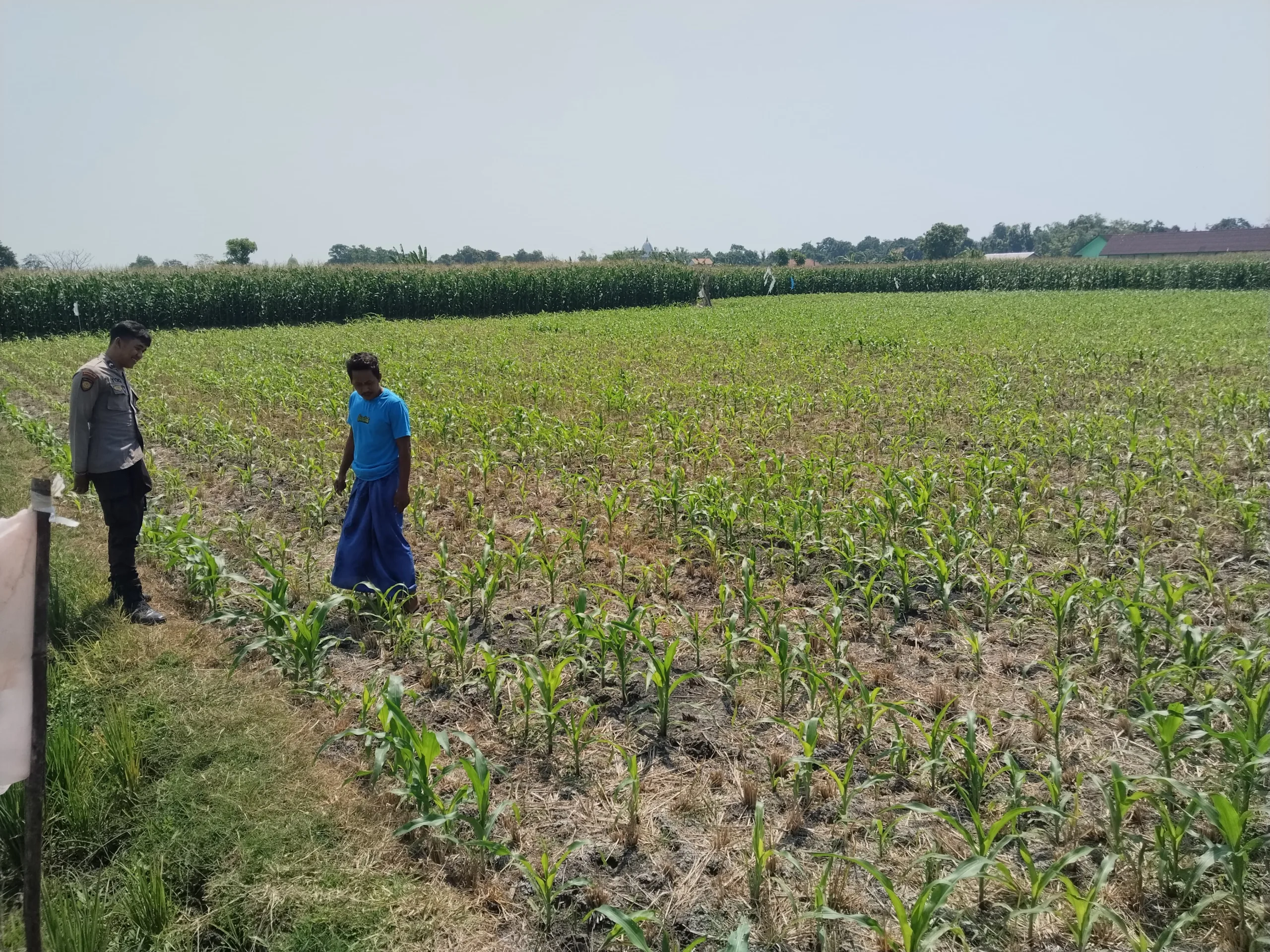 Polsek Tongas Dampingi Petani Rawat Lahan Jagung, Perkuat Ketahanan Pangan Nasional