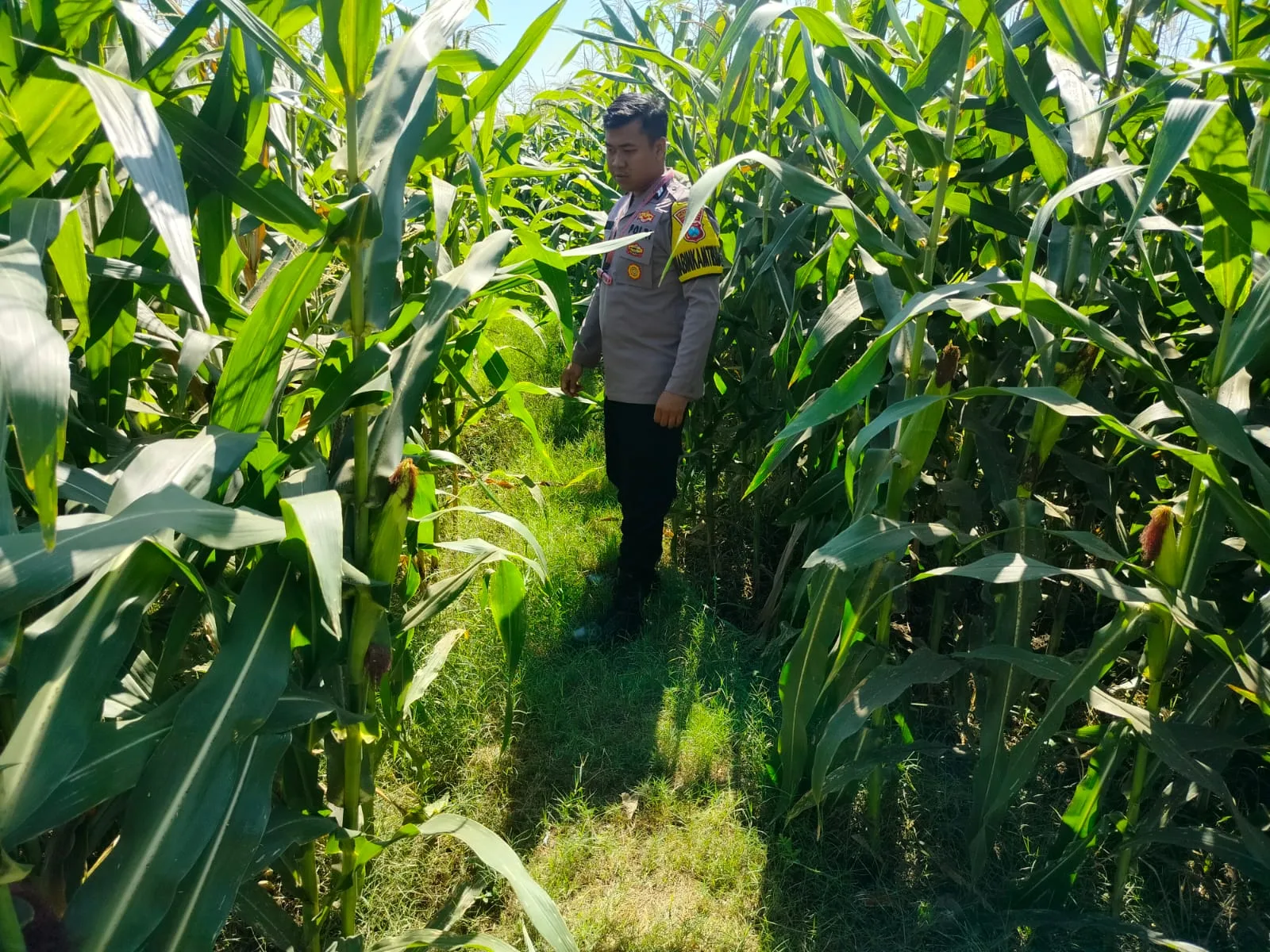 Polisi Sambangi Petani Jagung di Kanigaran, Pastikan Tanaman Siap Panen dan Beri Himbauan Kamtibmas