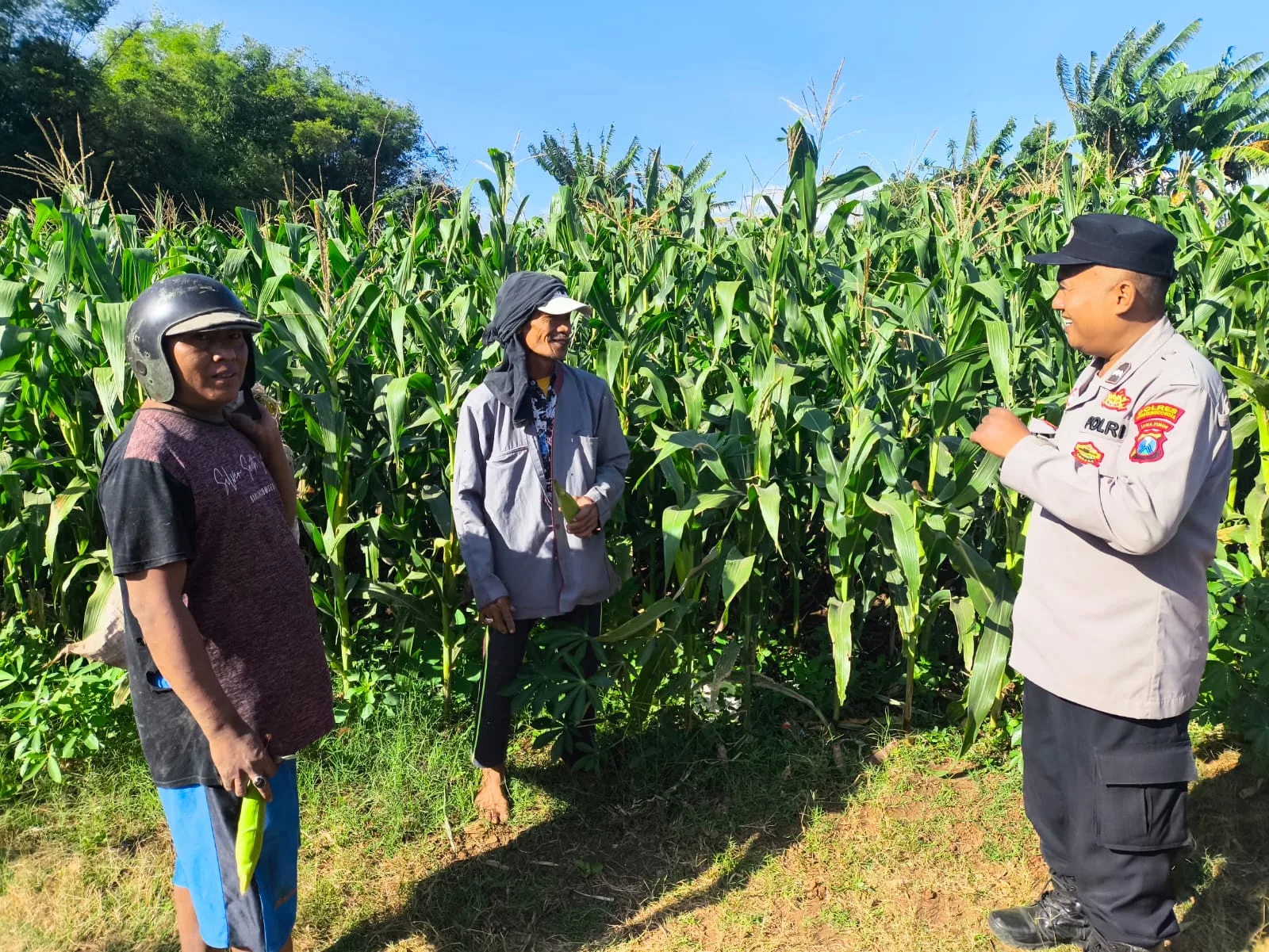 Polisi Pantau Lahan Jagung di Kedopok, Pastikan Tanaman Siap Panen Dukung Ketahanan Pangan Nasional