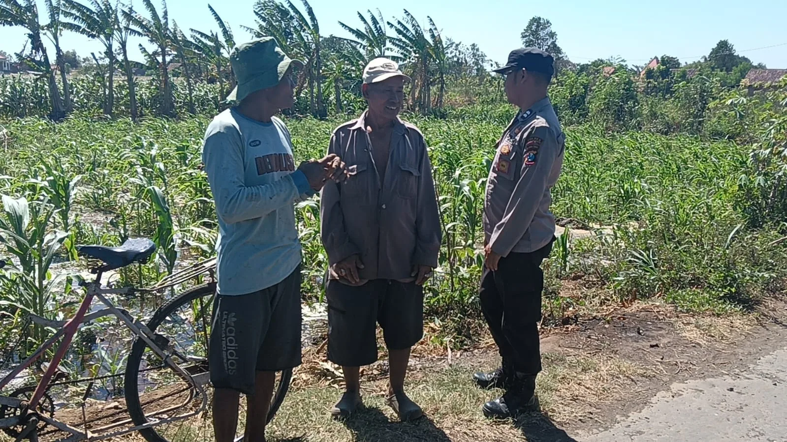 Polisi Dampingi Petani Jagung di Sumberasih, Pastikan Lahan Binaan Siap Dukung Ketahanan Pangan