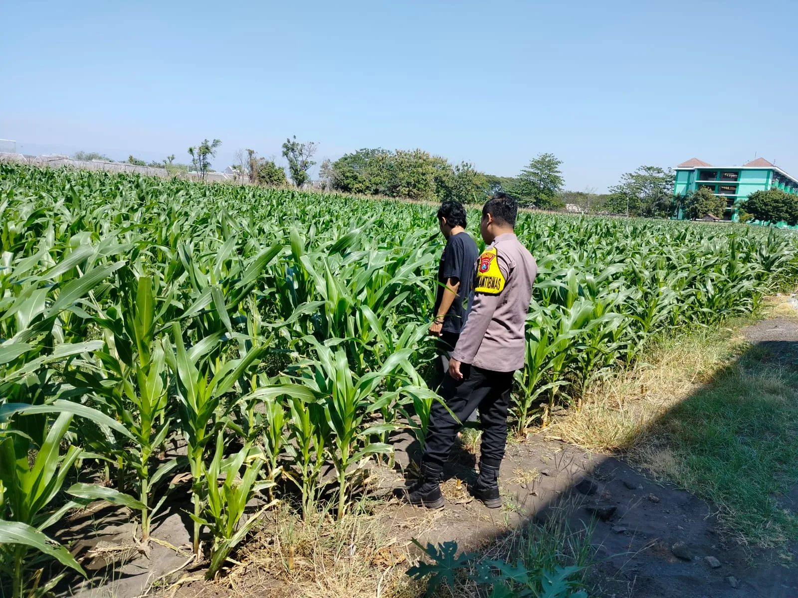 Polisi Pantau Lahan Jagung 1 Hektare di Kanigaran, Dukung Ketahanan Pangan Nasional
