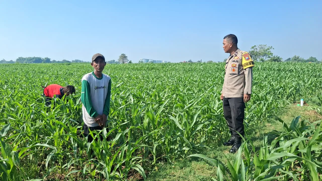 Polisi Sambangi Petani Jagung di Sumber Wetan, Dorong Ketahanan Pangan